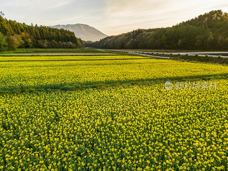 Aerial view of Canola flower fields at sunrise